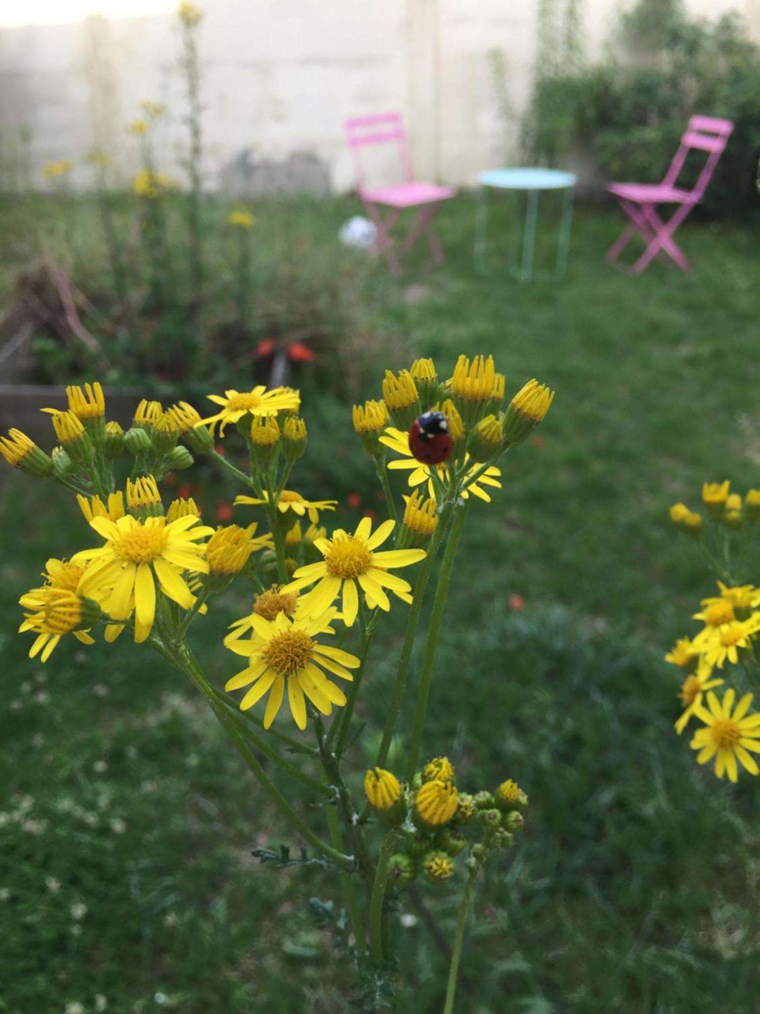 Refait A Neuf Avec Jardin Partage * Amiens